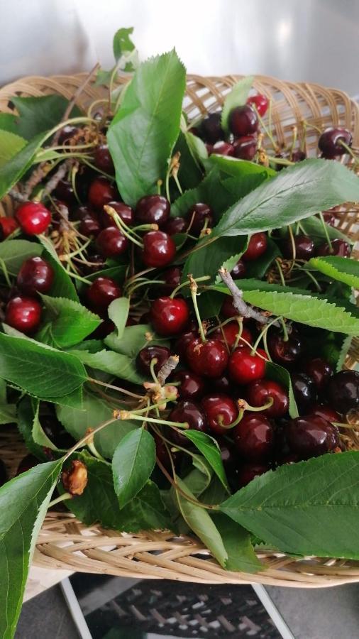 Agriturismo Macchiapiede 萨拉孔西利纳 外观 照片
